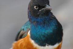 Lamprotornis superbus