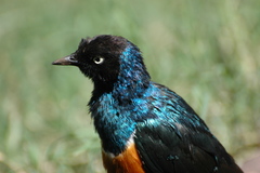 Lamprotornis superbus