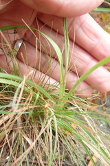 Carex capensis