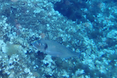 Sparus auratus