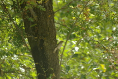 Ficedula hypoleuca