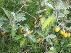 Solanum marginatum
