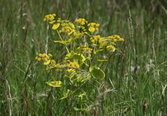 Smyrnium perfoliatum