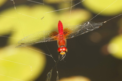 Aethriamanta nymphaeae