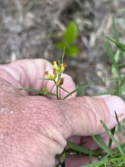 Euthamia leptocephala