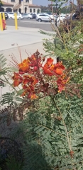 Caesalpinia pulcherrima