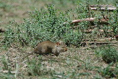 Arvicanthis niloticus