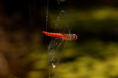 Aethriamanta nymphaeae