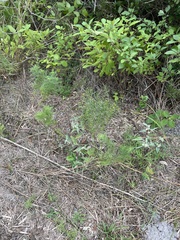 Euthamia leptocephala