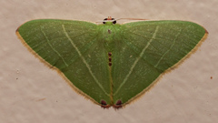 Urolitha bipunctifera