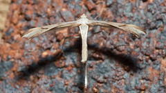 Stenoptilia zophodactylus