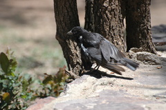 Bubalornis albirostris