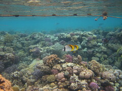 Chaetodon lineolatus