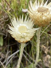 Syncarpha speciosissima