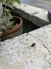 Trochulus striolatus