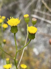Senecio triqueter