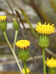 Senecio triqueter