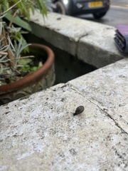 Trochulus striolatus