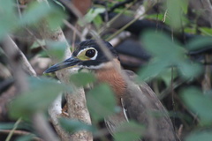 Gorsachius leuconotus