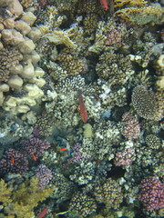 Cephalopholis miniata