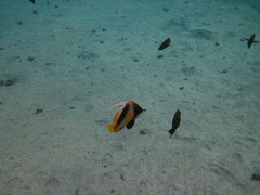 Heniochus intermedius