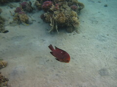 Dascyllus trimaculatus