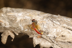 Aethriamanta nymphaeae