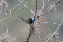 Stilpnia cyanicollis