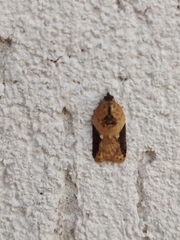 Acleris laterana