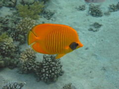Chaetodon semilarvatus