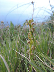 Orchis anthropophora