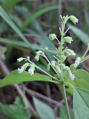 Hypoestes