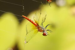 Aethriamanta nymphaeae