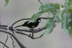 Ramphocelus carbo