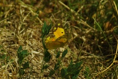 Colias croceus