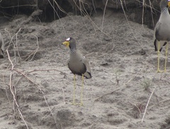 Vanellus senegallus