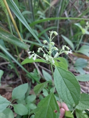 Hypoestes