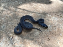 Crotaphopeltis hotamboeia