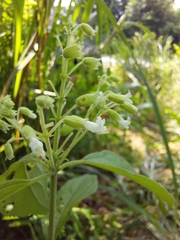 Hypoestes