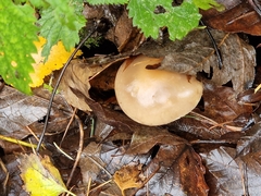 Cystoderma aureum
