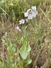 Goodenia albiflora