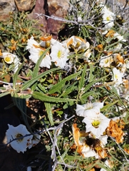 Cordia decandra