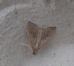 Mecyna asinalis