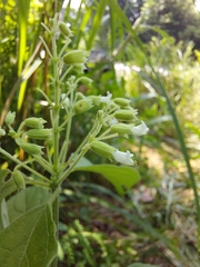 Hypoestes