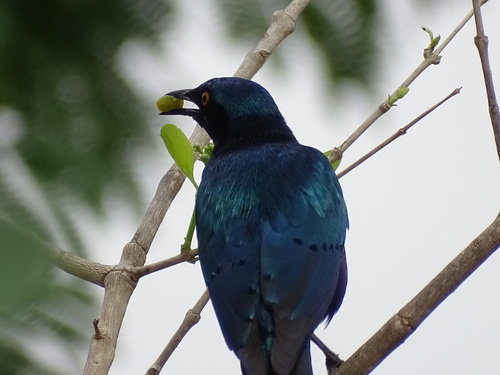 Greater Blue-eared Starling