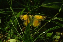 Colias croceus