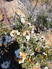 Cordia decandra