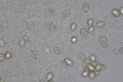 Entoloma hebes