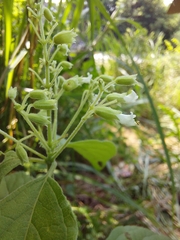 Hypoestes