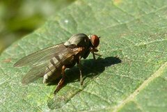 Platypeza consobrina
